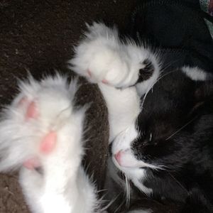 Meet your Posher, Elizabeth